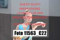 11563_C22