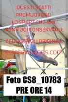 CS8_10783-PRE-ORE-14