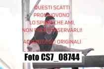 CS7_08744-