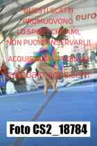 CS2_18784-