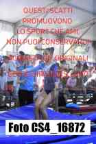 CS4_16872-