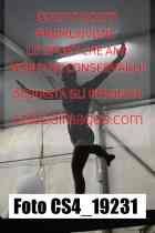 CS4_19231-