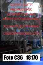 CS6_18170-